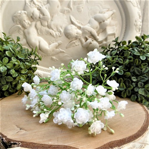 Schleierkraut blumen - schleierkraut,