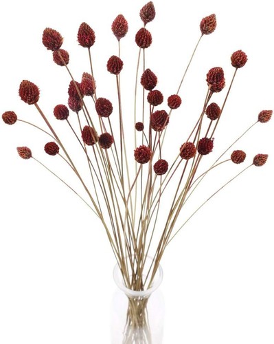 Getrocknete blumen deko - getrocknete,